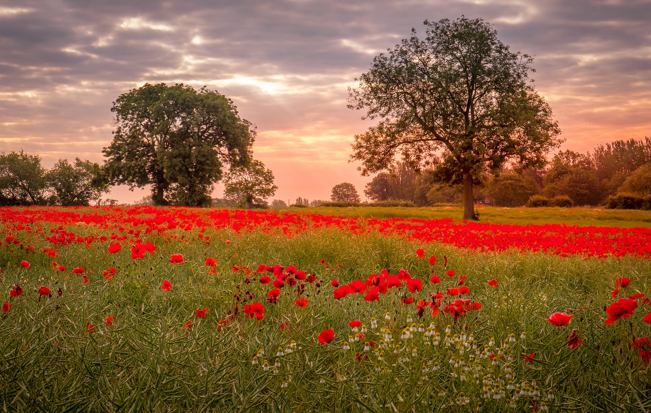 ackworth, poppy field, flowers-5429023.jpg